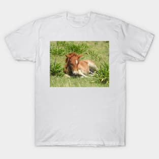 Wild horses, wildlife gifts, Assateague Island T-Shirt